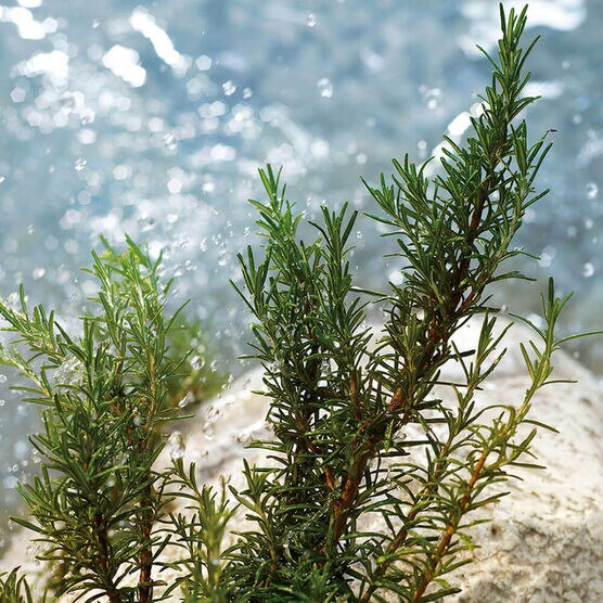 D&GABBANA  LIGHT BLUE MA EDTV 75ML